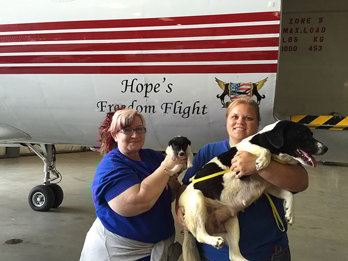 shelter-dog-airplane-transport-wings-of-rescue-yehuda-netanel-1.jpg