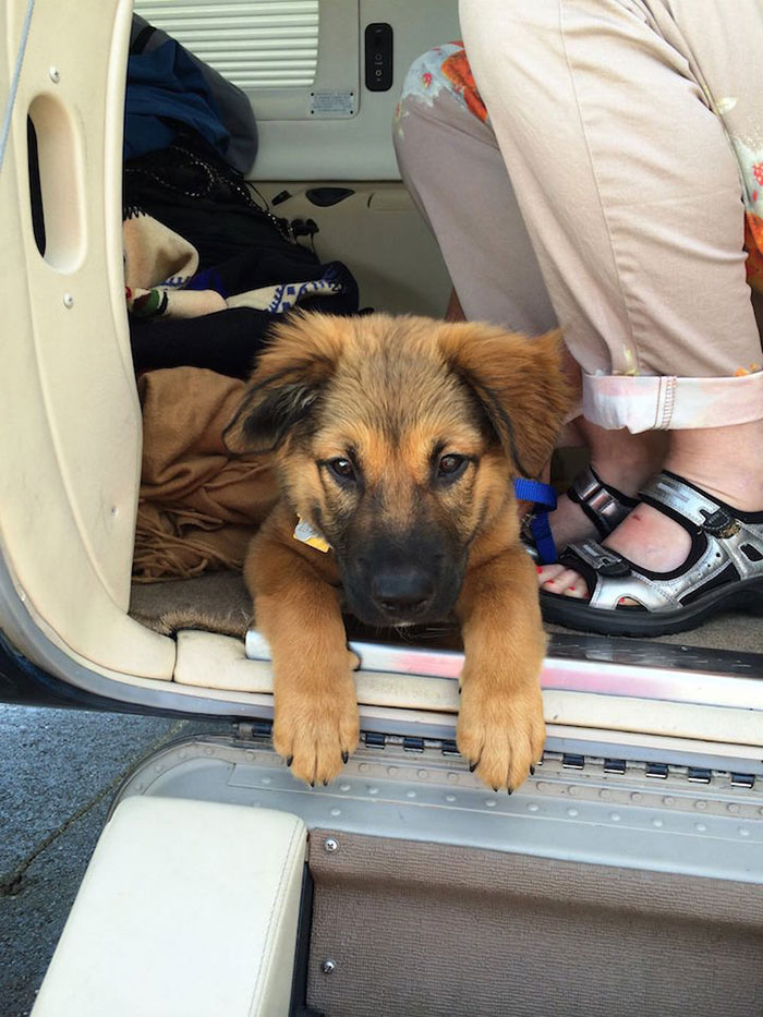 shelter-dog-airplane-transport-wings-of-rescue-yehuda-netanel-12.jpg