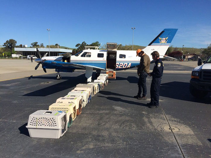 shelter-dog-airplane-transport-wings-of-rescue-yehuda-netanel-15.jpg