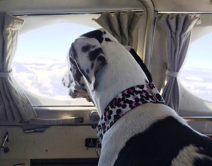 shelter-dog-airplane-transport-wings-of-rescue-yehuda-netanel-17.jpg