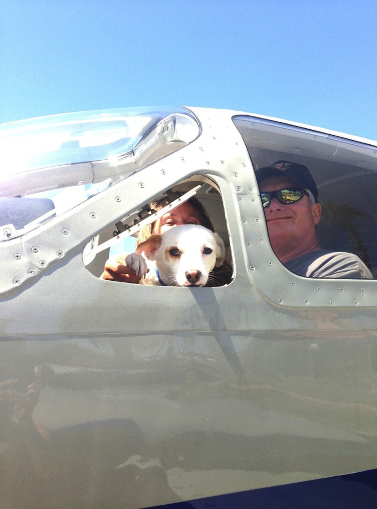 shelter-dog-airplane-transport-wings-of-rescue-yehuda-netanel-18.jpg