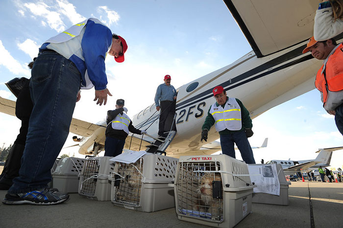 shelter-dog-airplane-transport-wings-of-rescue-yehuda-netanel-2.jpg