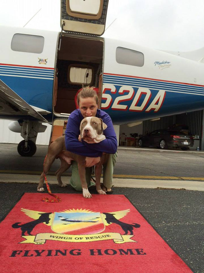 shelter-dog-airplane-transport-wings-of-rescue-yehuda-netanel-5.jpg