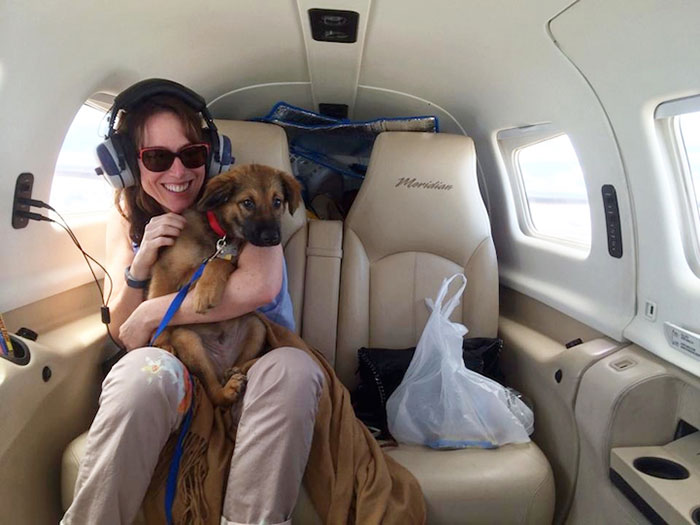 shelter-dog-airplane-transport-wings-of-rescue-yehuda-netanel-7.jpg