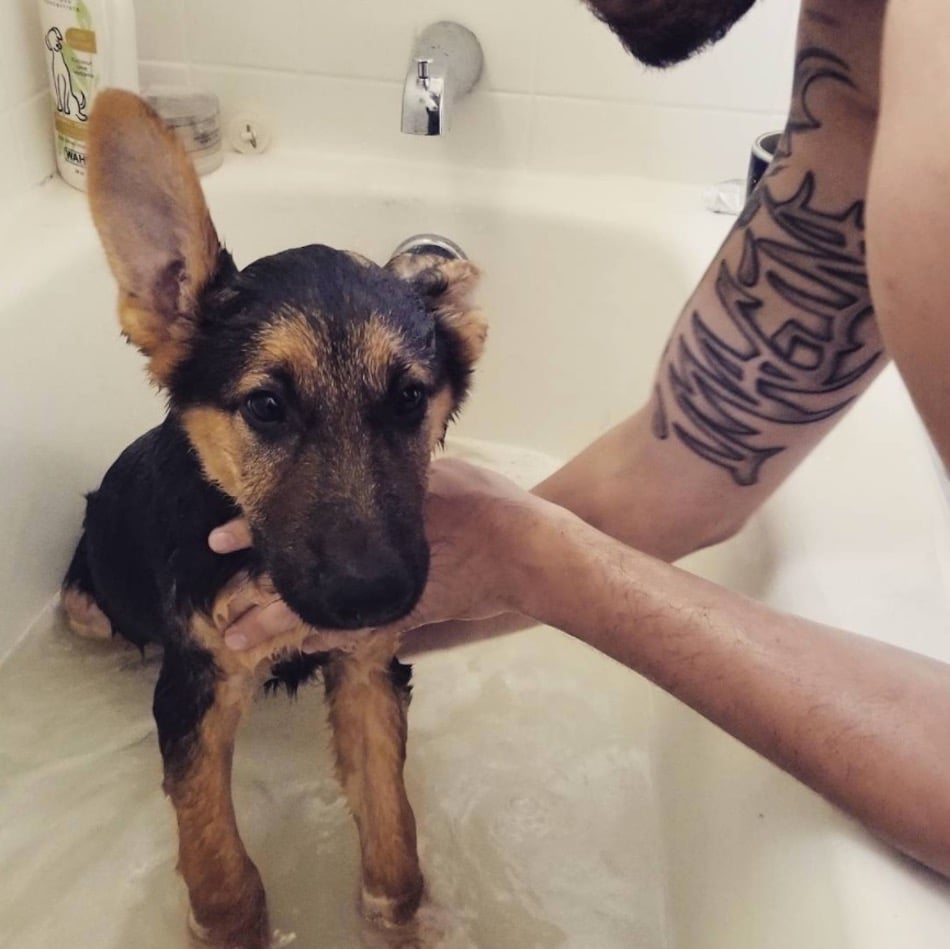 shepherd-1.jpg shepherd-1.jpg