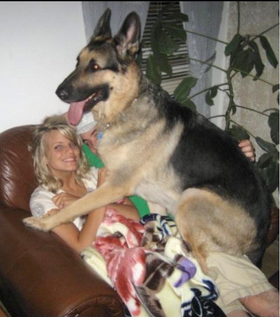 shepherd-2.jpg