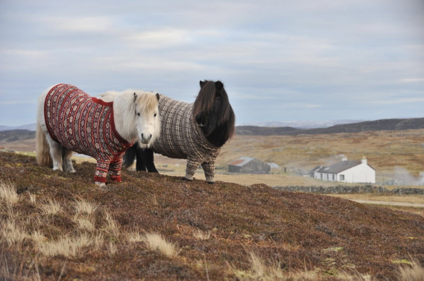 shetland-ponies-cardigans5-1.jpg