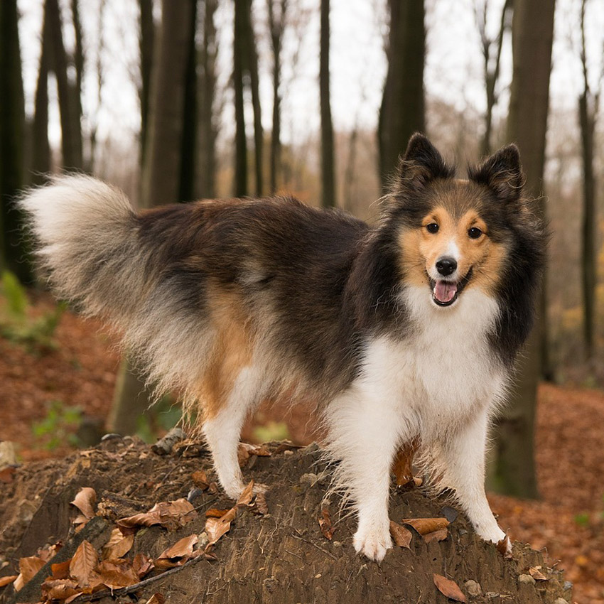 shetland-sheepdog-smartest-dog-breed.jpg