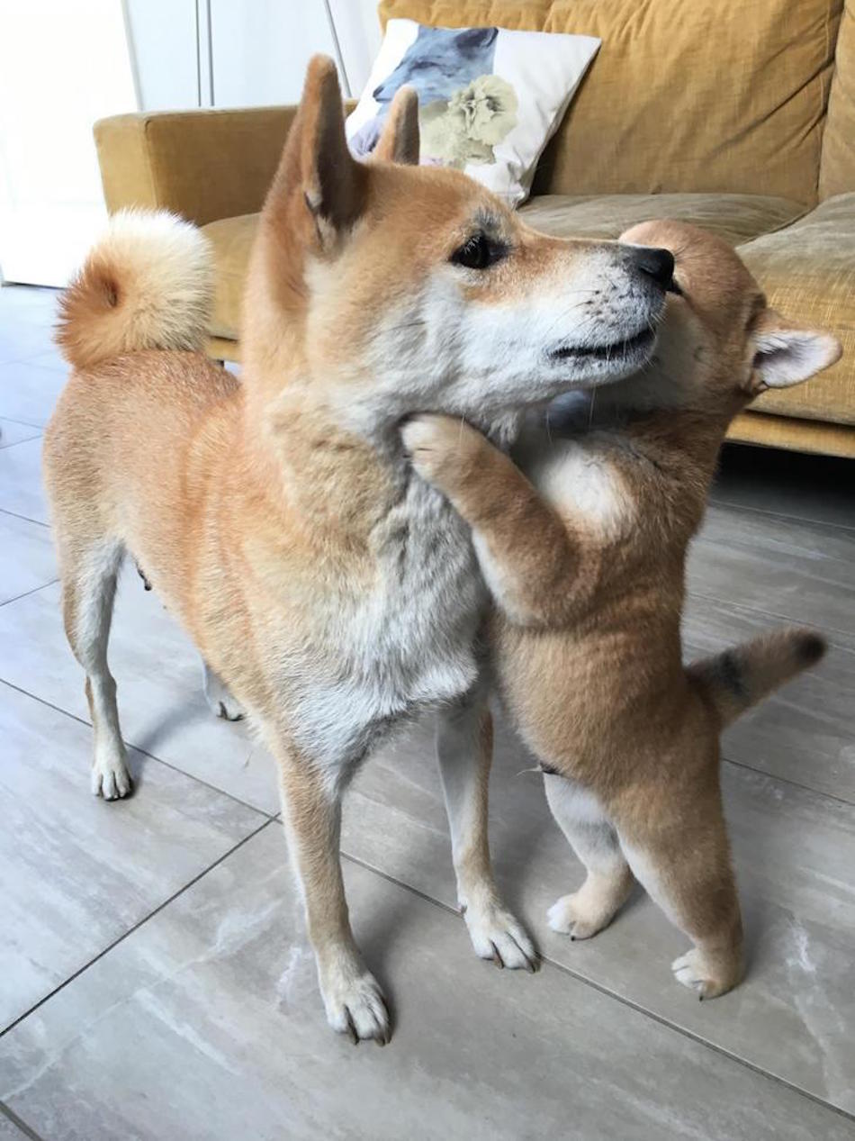 shiba.jpg