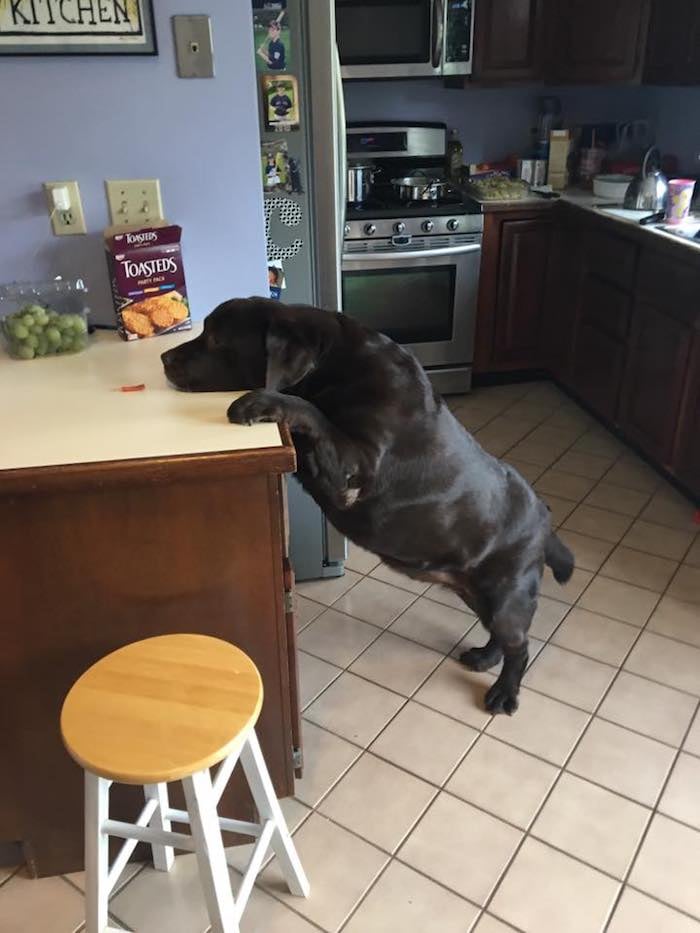 shiloh-dog-weight-loss-4.jpg