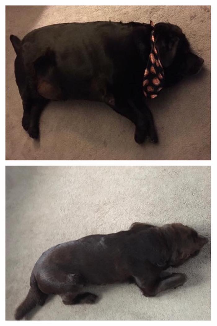 shiloh-dog-weight-loss-5.jpg