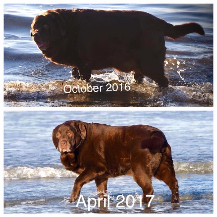 shiloh-dog-weight-loss-7.jpg