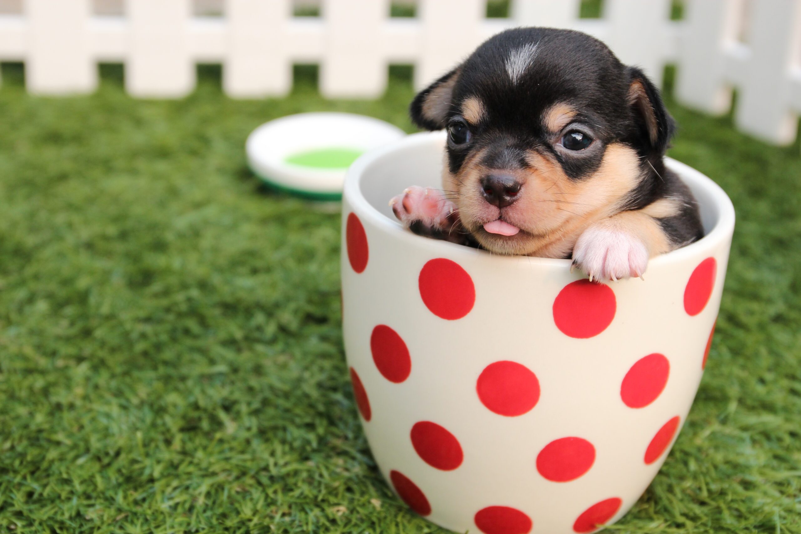 short-coated-black-and-brown-puppy-in-white-and-red-polka-39317.jpg