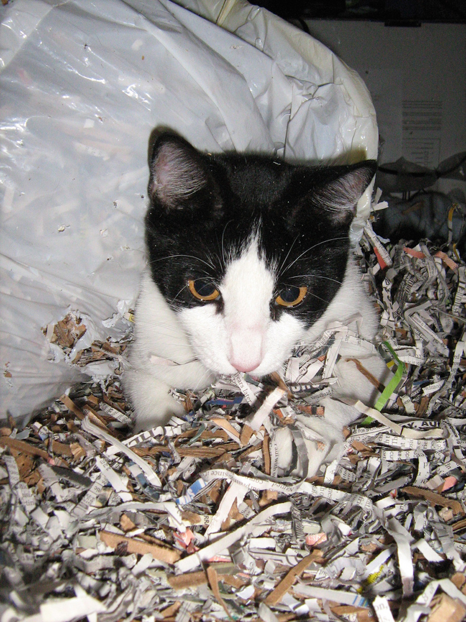 shredded-paper.jpg