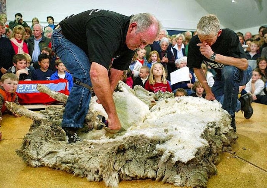shrek-the-sheep-103.jpg