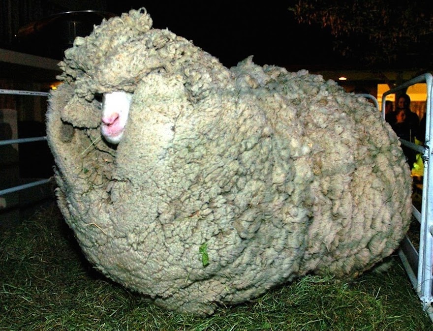 shrek-the-sheep-36.jpg