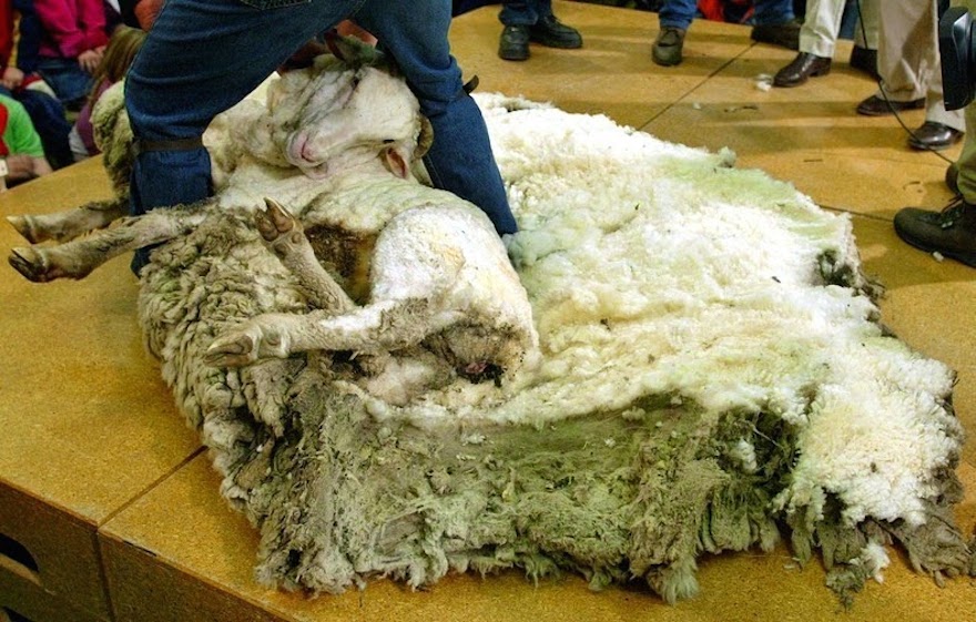 shrek-the-sheep-42.jpg