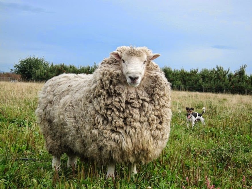 shrek-the-sheep-56.jpg shrek-the-sheep-56.jpg