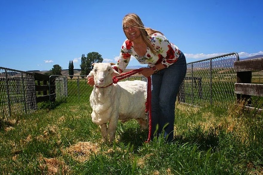 File source: http://commons.wikimedia.org/wiki/File:Shrek_the_Sheep,_Tarras.jpg