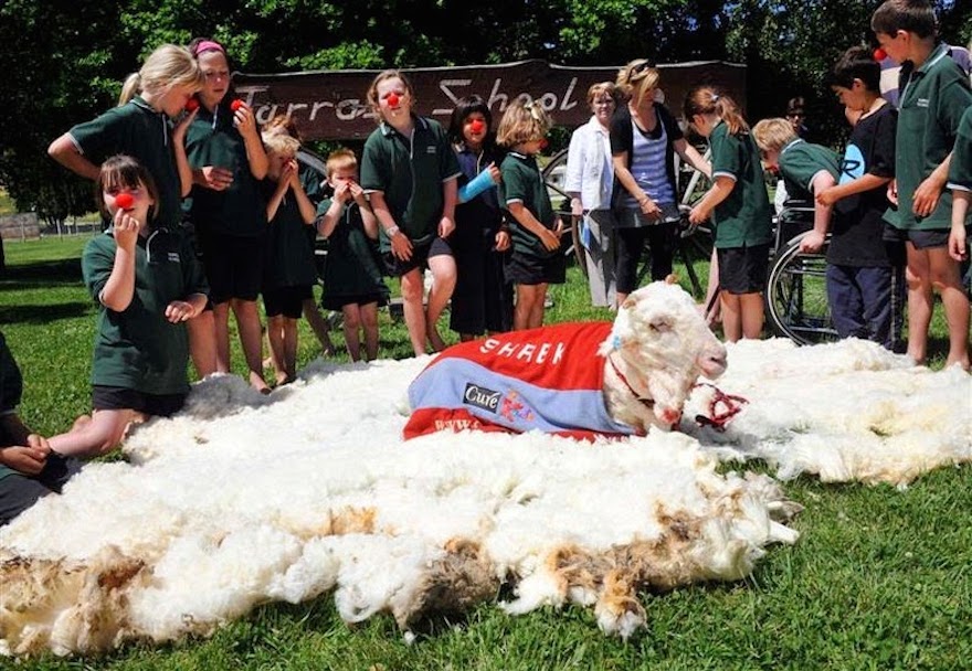 shrek-the-sheep-86.jpg