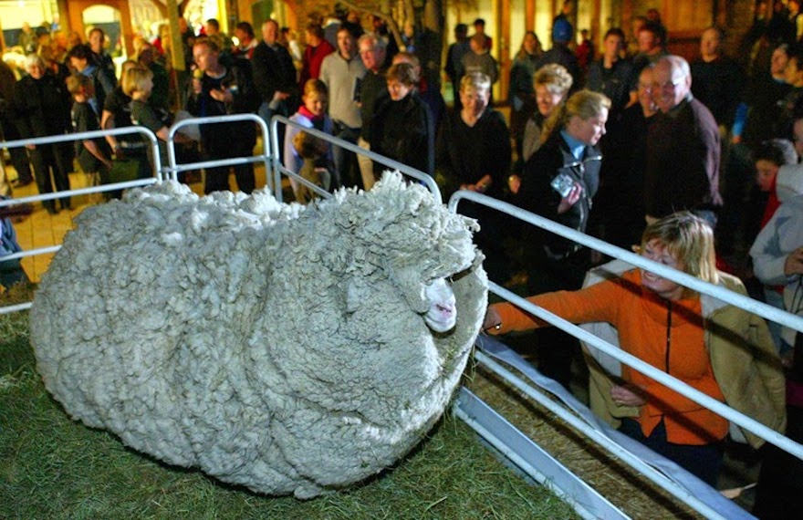 shrek-the-sheep-96.jpg