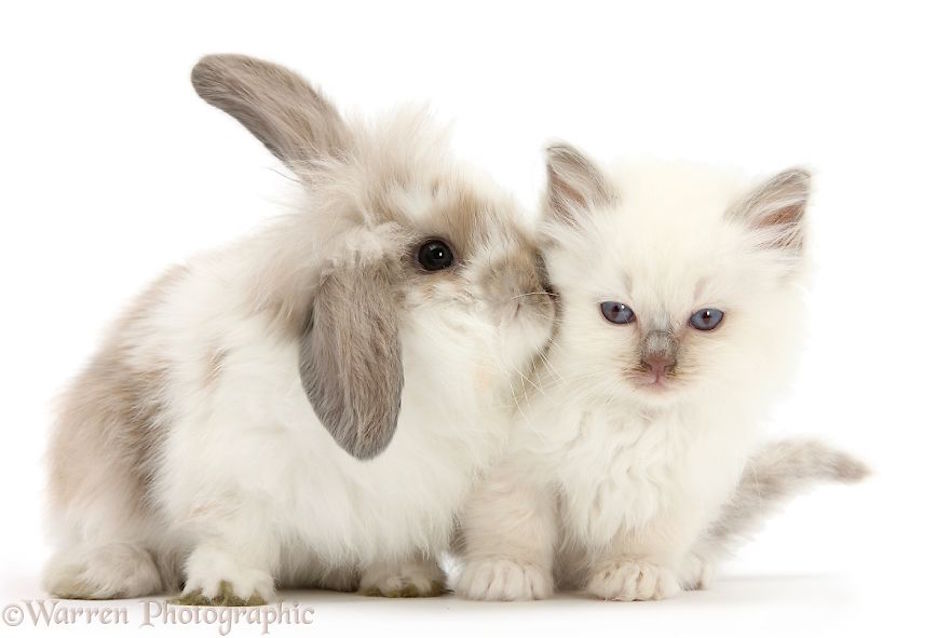 siamese-1.jpg