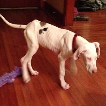 sick-dog-1.jpg