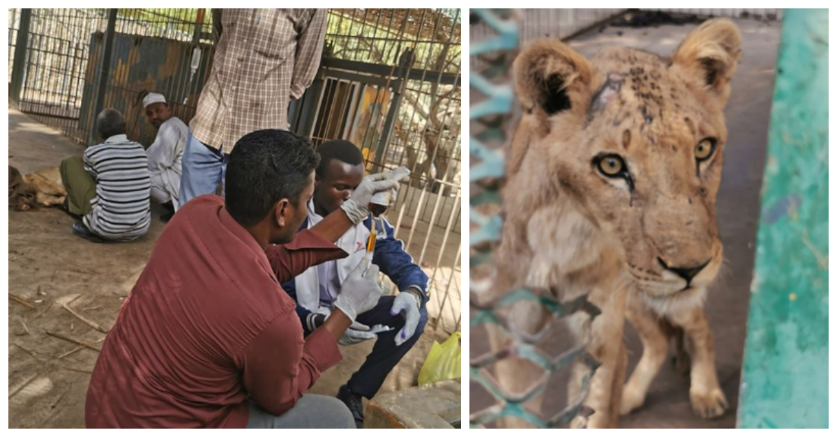 sick lions feature