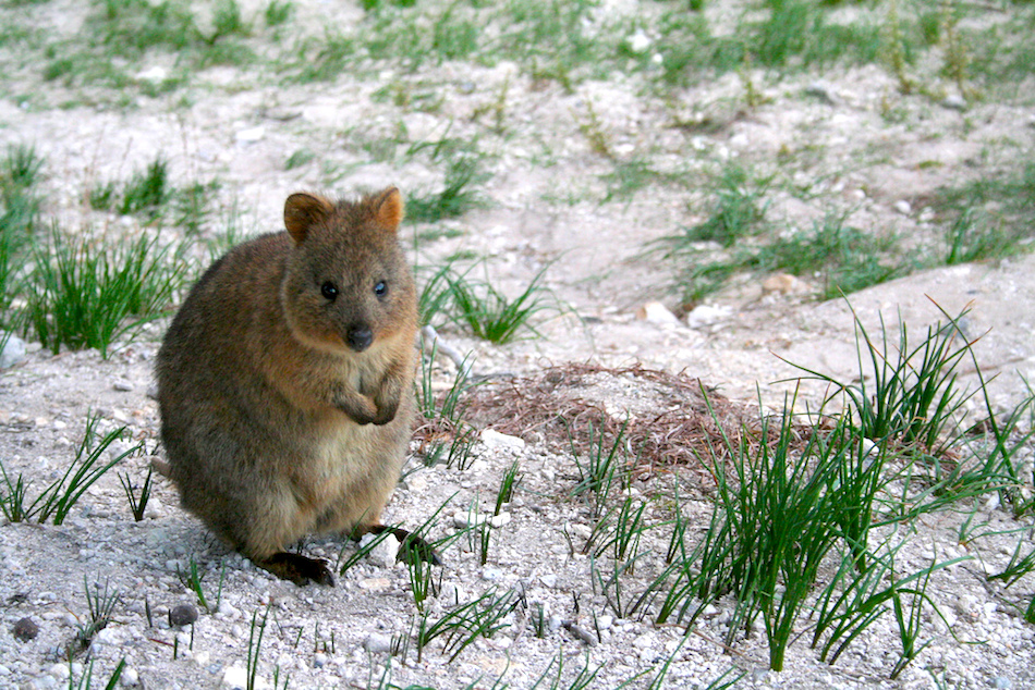 sitting-quokka.jpg