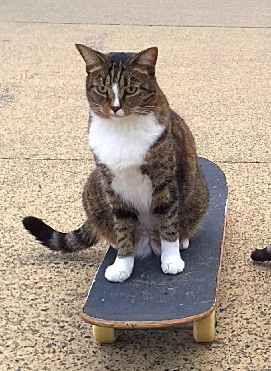 skateboard-cat.jpg