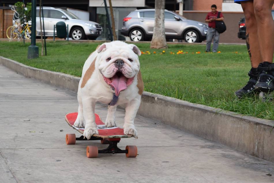 skateboarding-dog.jpg