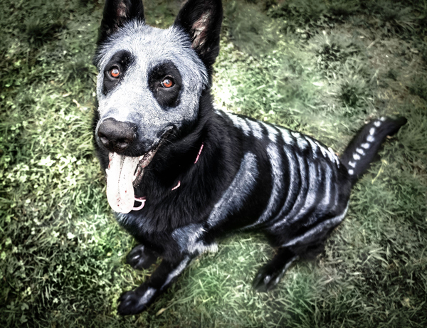 skeleton-dog-1.jpg