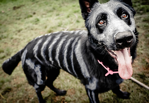 skeleton-dog-3.jpg