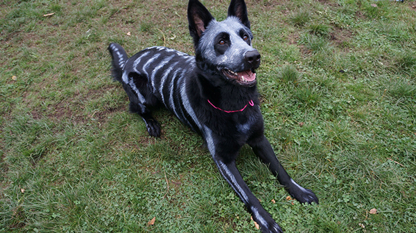 skeleton-dog-4.jpg