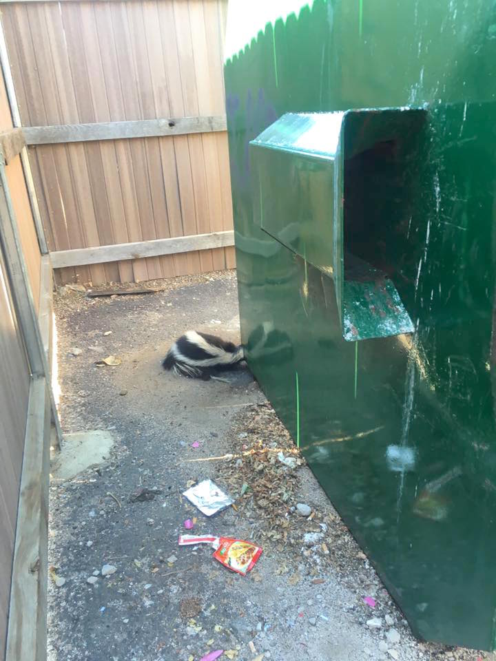 skunk.jpg