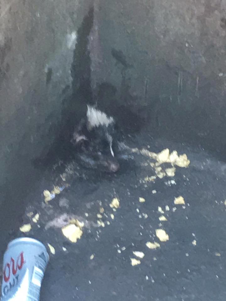 skunk2.jpg