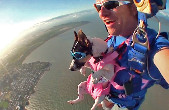 skydiving-dog.png