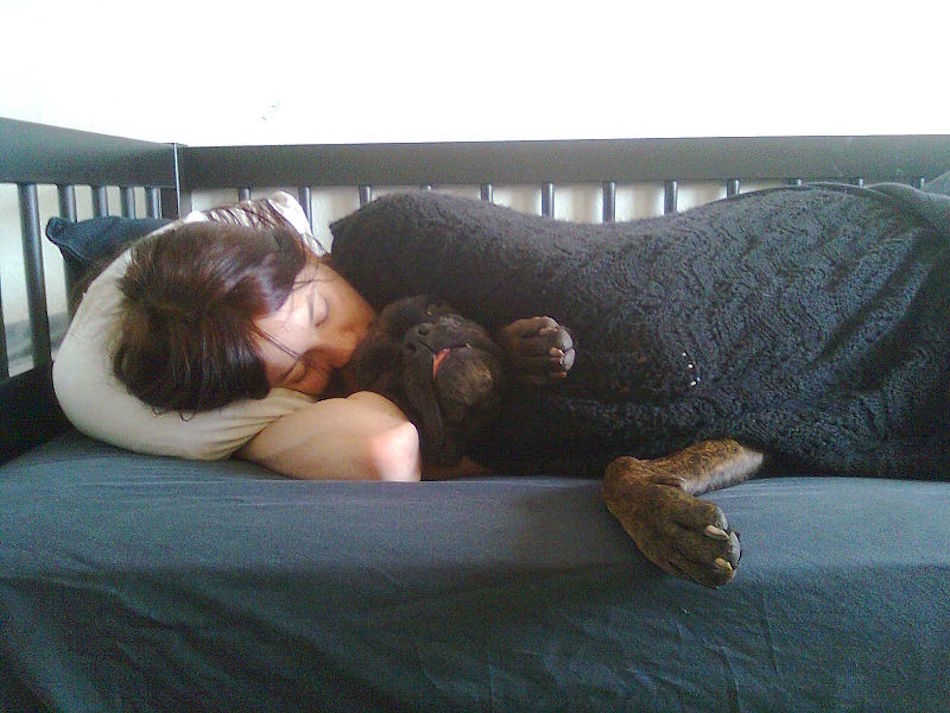 sleep-dog.jpg