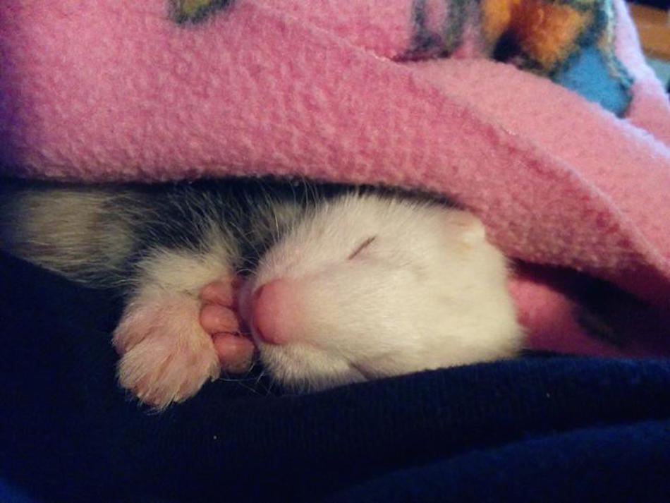 sleeping-2.jpg