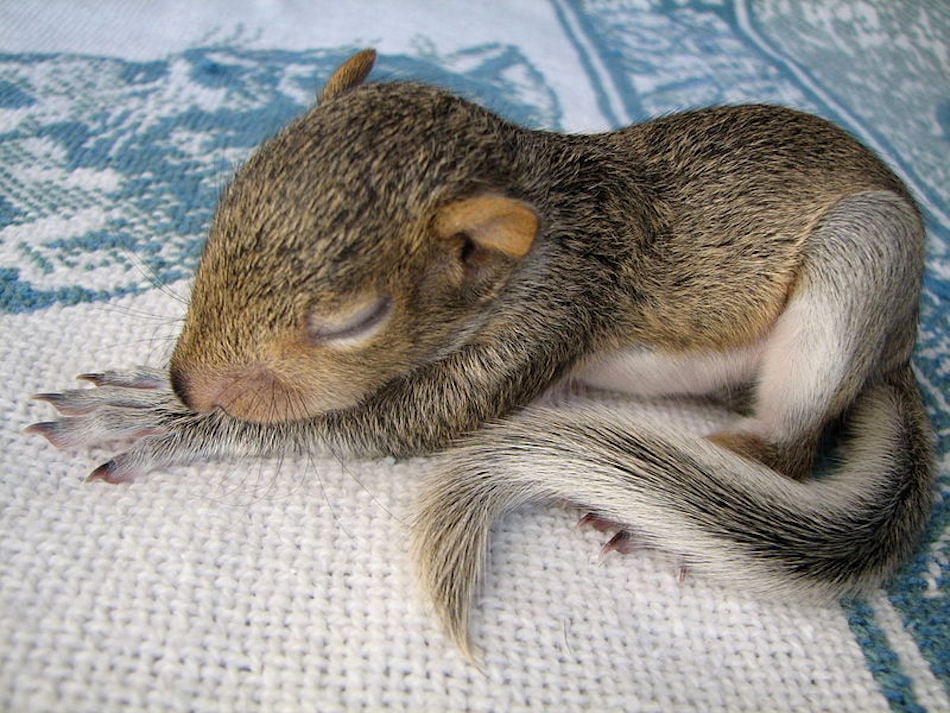 sleeping-3.jpg