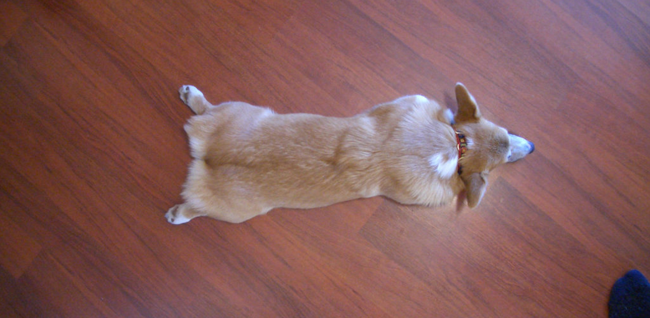 sleeping-corgi