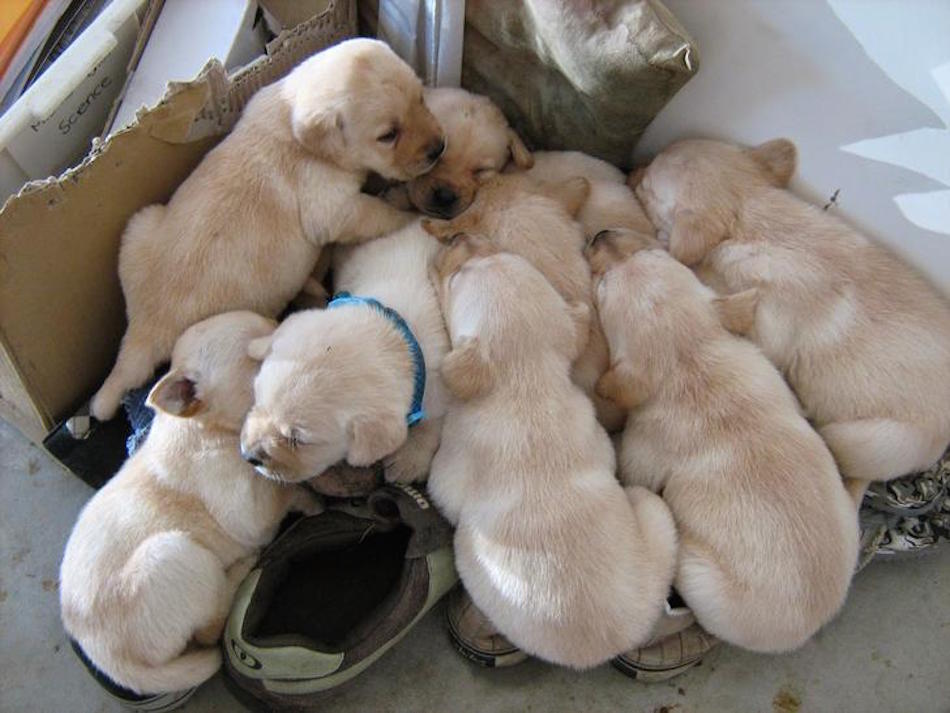 sleeping-on-shoes.jpg