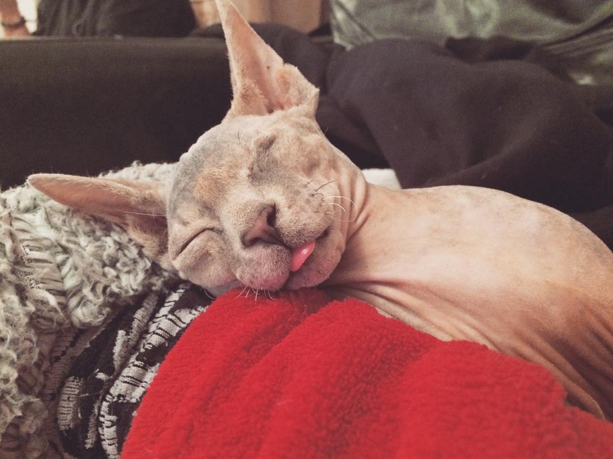 sleeping-stitch.jpg