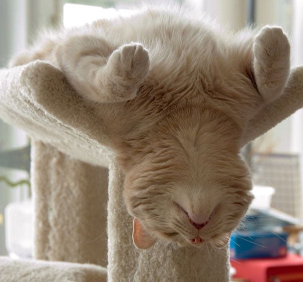 sleepy-kit-1.jpg sleepy-kit-1.jpg