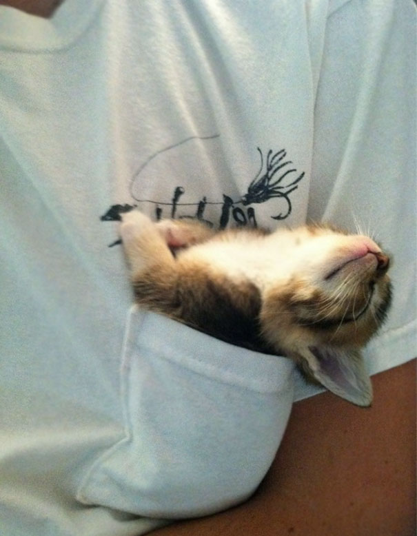 sleepy-kit-2.jpg