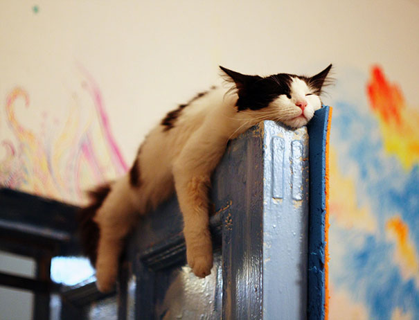 sleepy-kit-6.jpg