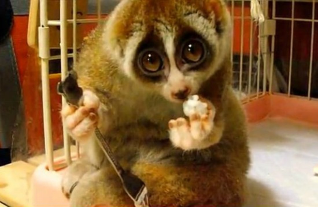 slow-loris1.jpg