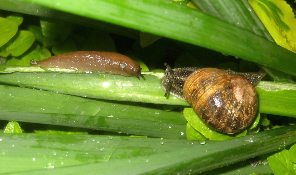 slug-and-snail.jpg