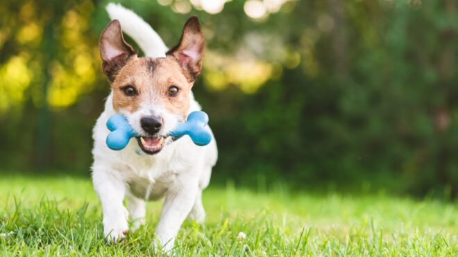 Jack Russell Terrier playing on green grass