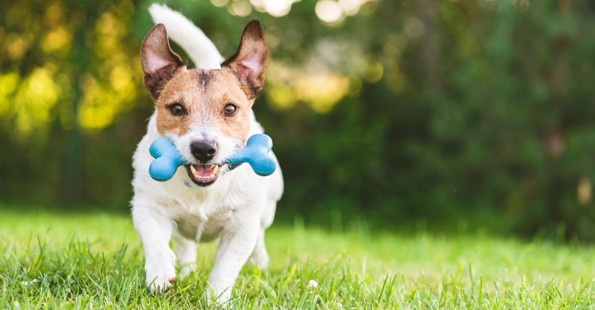 Jack Russell Terrier playing on green grass